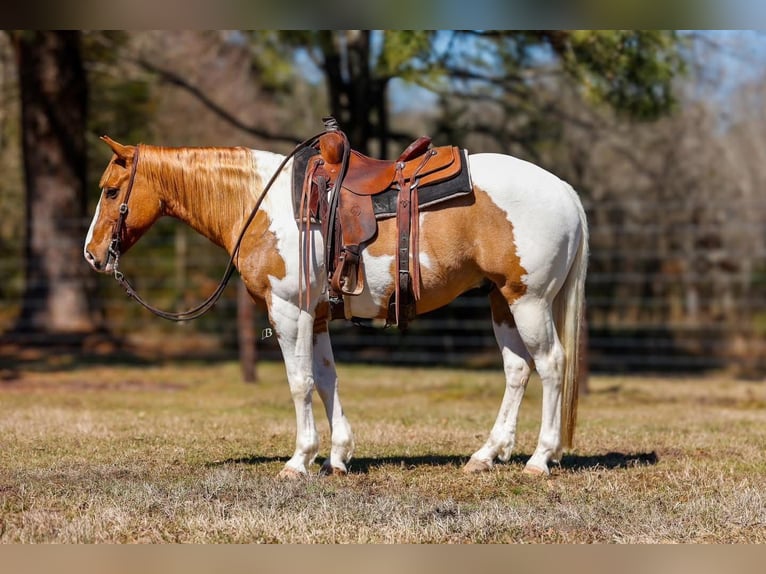 Paint Horse Hongre 9 Ans 152 cm Bai cerise in Arlington