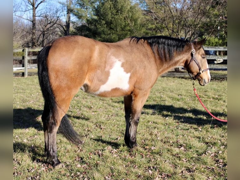 Paint Horse Hongre 9 Ans 152 cm Buckskin in Allentown, NJ