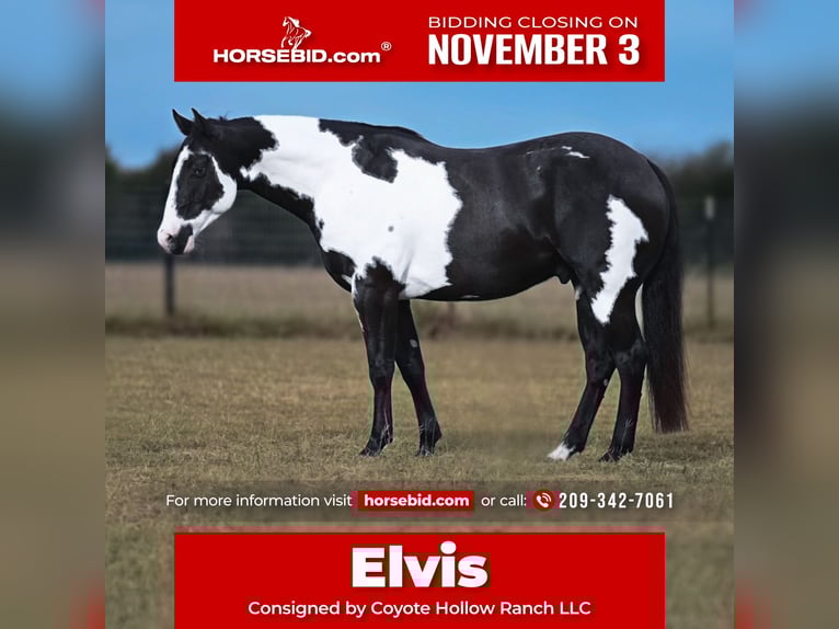 Paint Horse Hongre 9 Ans 152 cm Pinto in Mount Vernon Paint Horse Hongre 9 Ans 152 cm Pinto in Mount Vernon