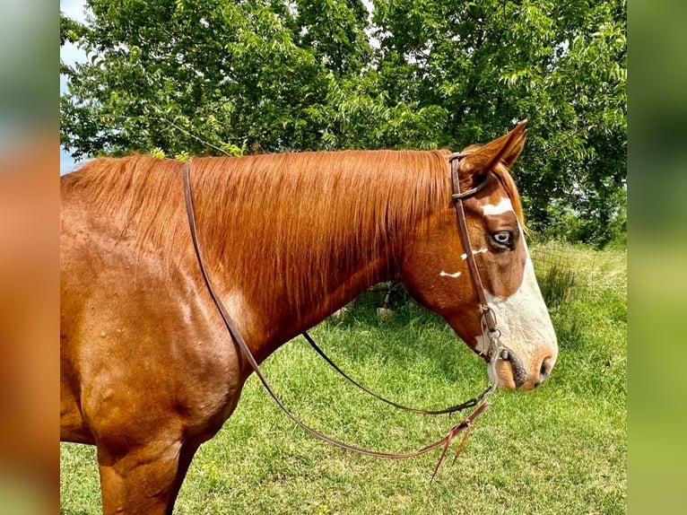 Paint Horse Hongre 9 Ans 160 cm Alezan cuivré in Gainesville, TX