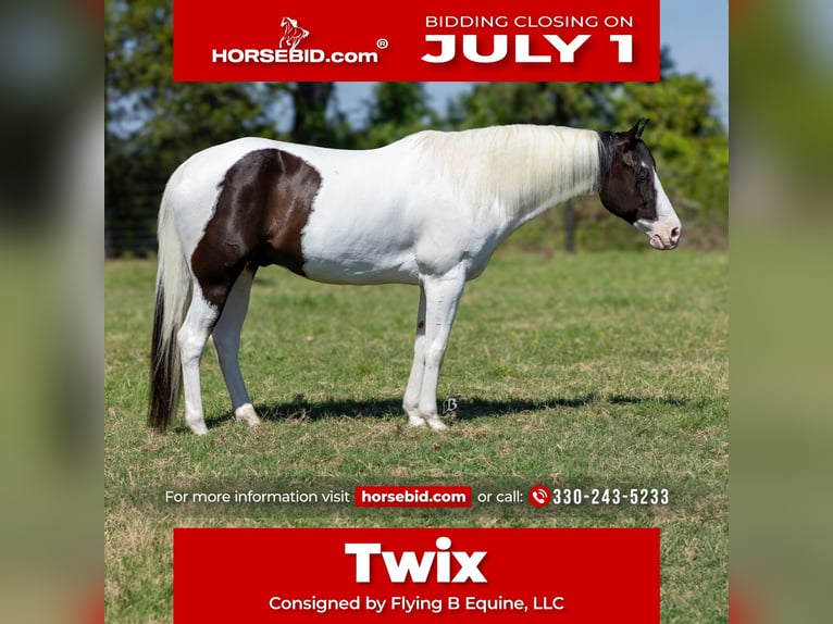 Paint Horse Hongre 9 Ans 163 cm Tobiano-toutes couleurs in Lufkin, TX