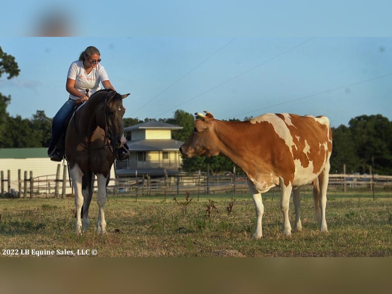 Paint Horse Hongre 9 Ans 168 cm in Terrell, TX