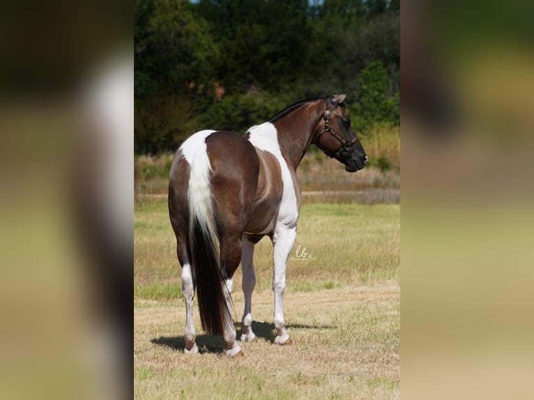 Paint Horse Hongre 9 Ans 168 cm in Terrell, TX