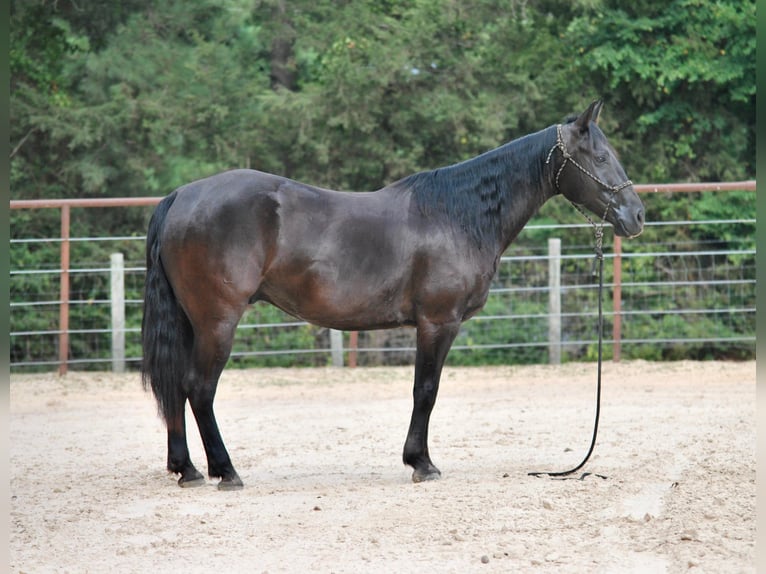 Paint Horse Hongre 9 Ans Noir in Grapeland tX