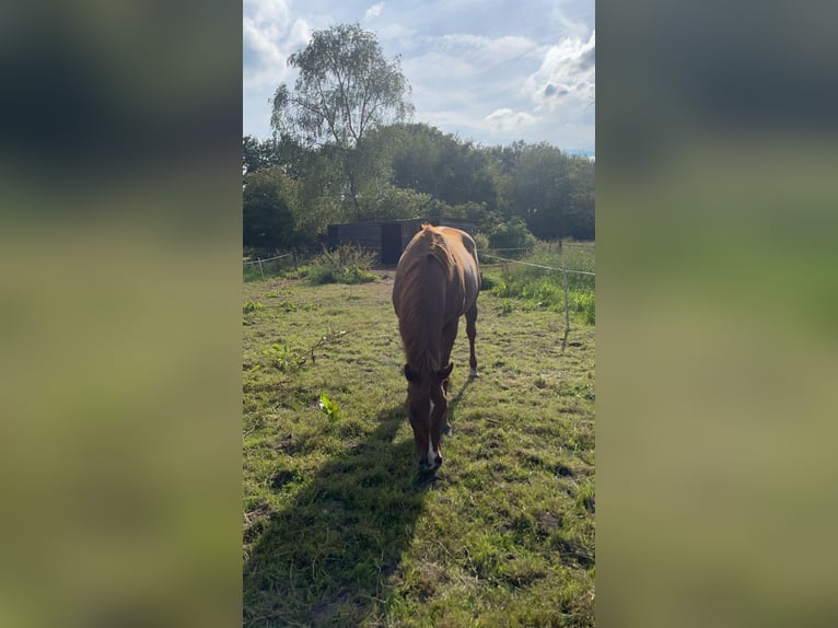 Paint Horse Croisé Jument 10 Ans 145 cm Alezan in Heukelom