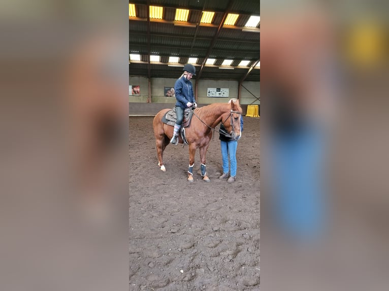 Paint Horse Croisé Jument 10 Ans 145 cm Alezan in Heukelom