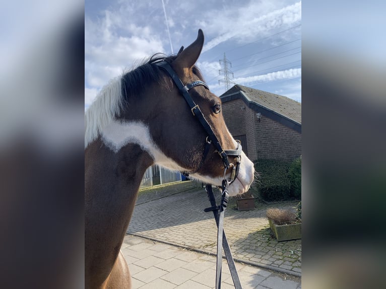 Paint Horse Jument 10 Ans 160 cm Tobiano-toutes couleurs in Elsdorf