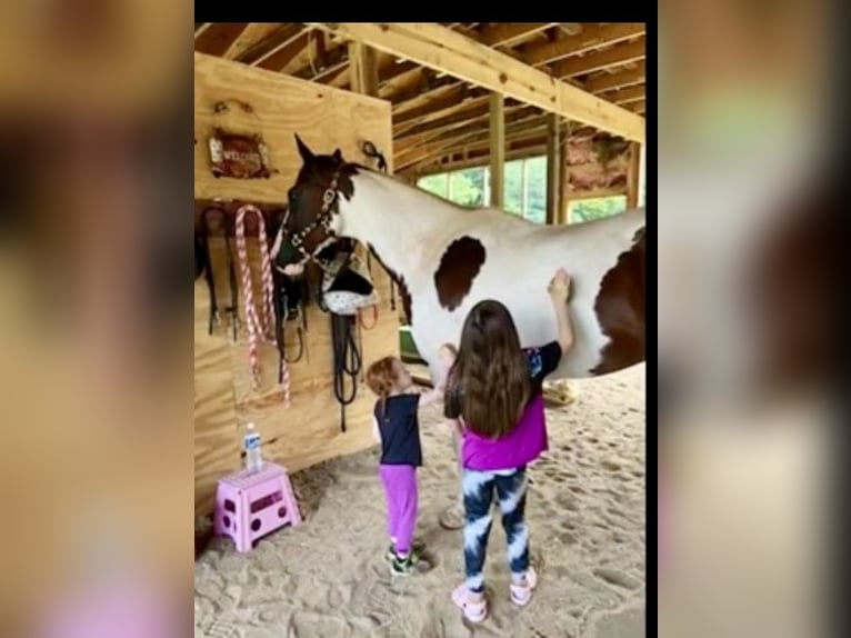 Paint Horse Jument 10 Ans 163 cm Pinto in Weatherford