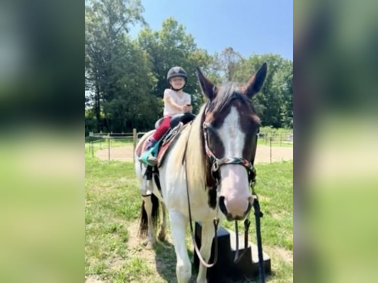 Paint Horse Jument 10 Ans 163 cm Pinto in Weatherford