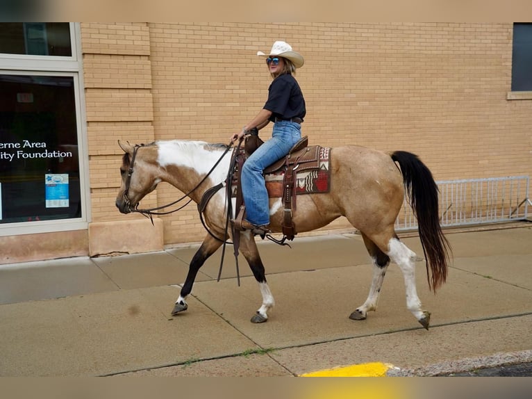 Paint Horse Jument 10 Ans Buckskin in Valley Springs, SD