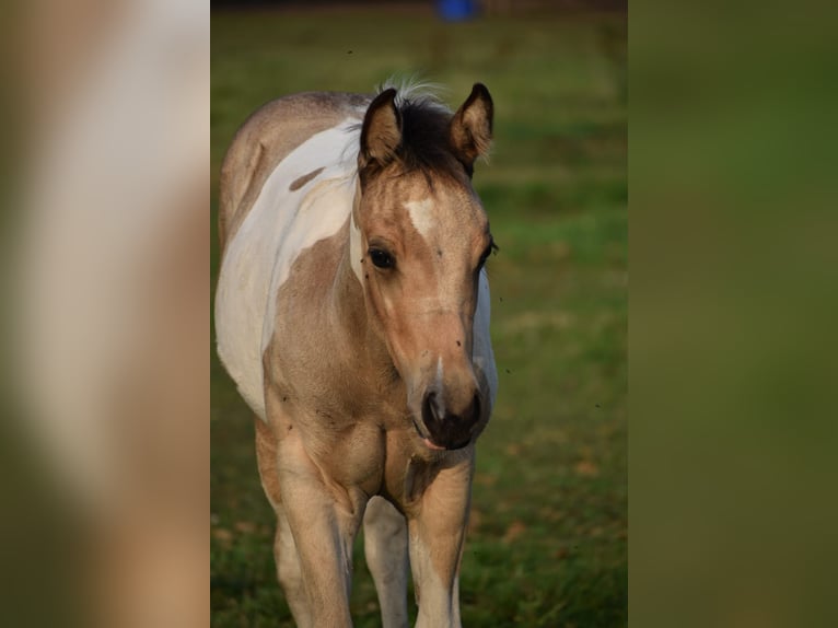 Paint Horse Jument 11 Ans 154 cm Tobiano-toutes couleurs in Ascheberg