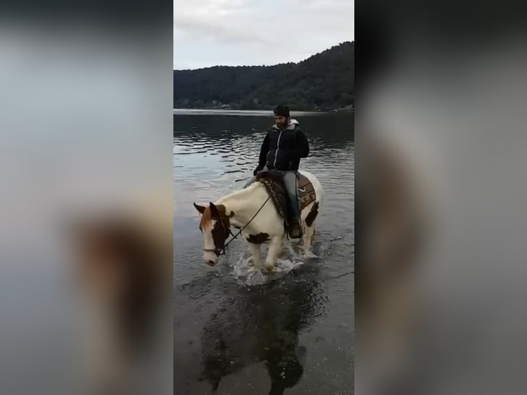 Paint Horse Jument 11 Ans Tobiano-toutes couleurs in Anguillara Sabazia