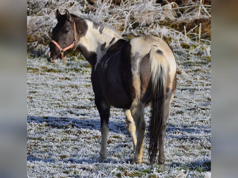 Paint Horse Jument 12 Ans 148 cm Grullo in Buchbach