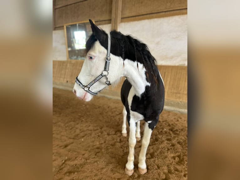 Paint Horse Croisé Jument 12 Ans 153 cm Pinto in Hallerndorf