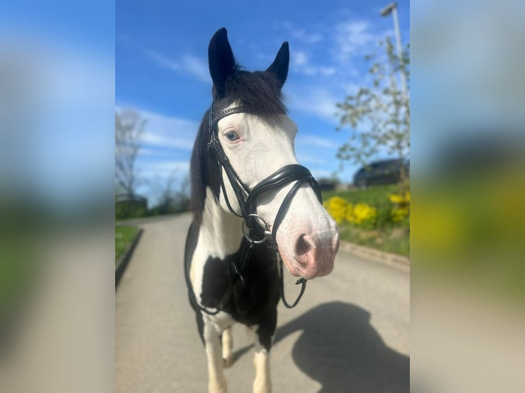 Paint Horse Croisé Jument 12 Ans 153 cm Pinto in Hallerndorf