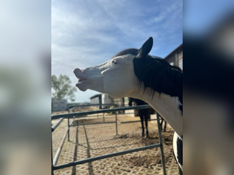 Paint Horse Croisé Jument 12 Ans 153 cm Pinto in Hallerndorf