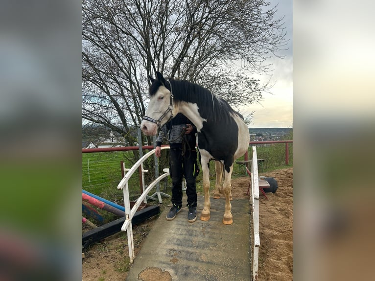 Paint Horse Croisé Jument 12 Ans 153 cm Pinto in Hallerndorf