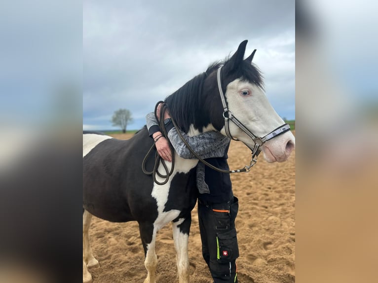 Paint Horse Croisé Jument 12 Ans 153 cm Pinto in Hallerndorf