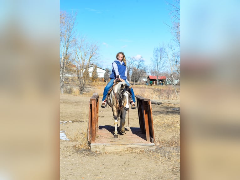 Paint Horse Jument 13 Ans 152 cm Peut devenir gris in Fort Collins