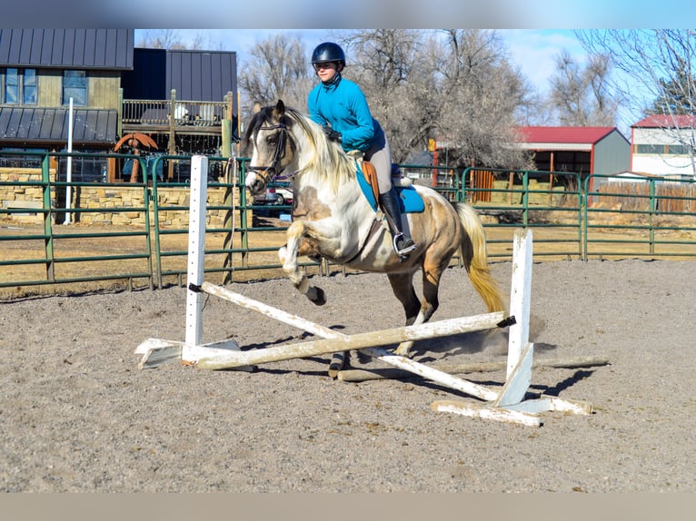 Paint Horse Jument 13 Ans 152 cm Peut devenir gris in Fort Collins