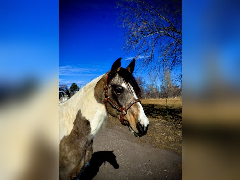 Paint Horse Jument 13 Ans 152 cm Peut devenir gris in Fort Collins