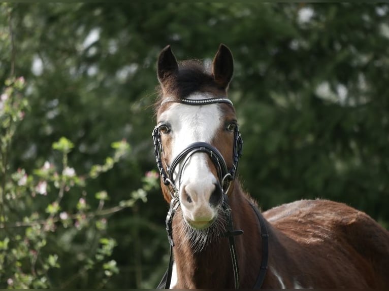 Paint Horse Croisé Jument 14 Ans 148 cm in Habighorst