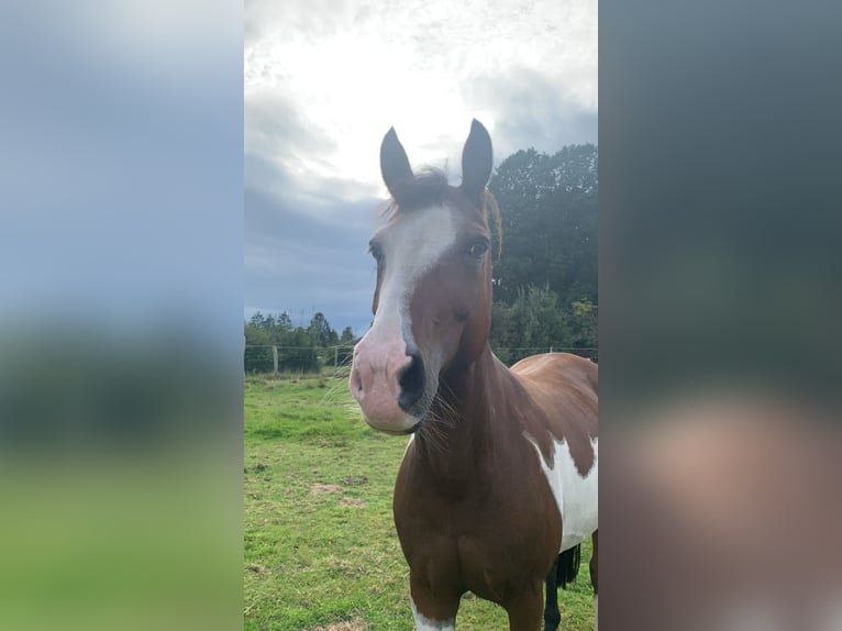 Paint Horse Croisé Jument 14 Ans 148 cm in Habighorst