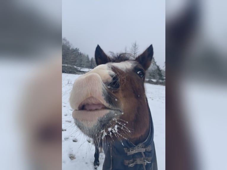 Paint Horse Croisé Jument 14 Ans 148 cm in Habighorst