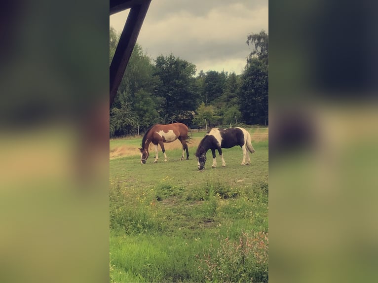 Paint Horse Croisé Jument 14 Ans 148 cm in Habighorst