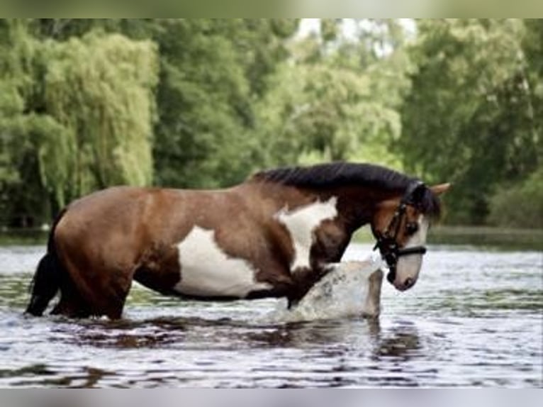 Paint Horse Croisé Jument 14 Ans 148 cm in Habighorst