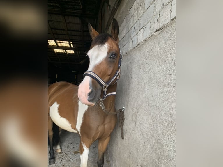 Paint Horse Croisé Jument 14 Ans 148 cm in Habighorst