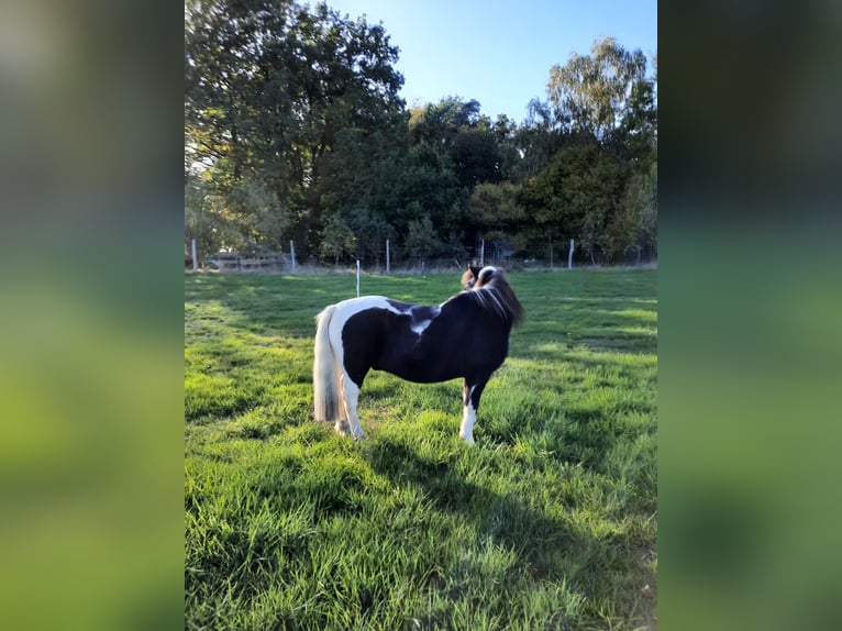 Paint Horse Croisé Jument 14 Ans 148 cm Pinto in Habighorst