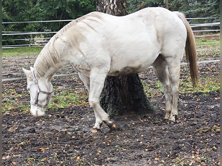 Paint Horse Jument 14 Ans 150 cm Tovero-toutes couleurs in Grafhorst