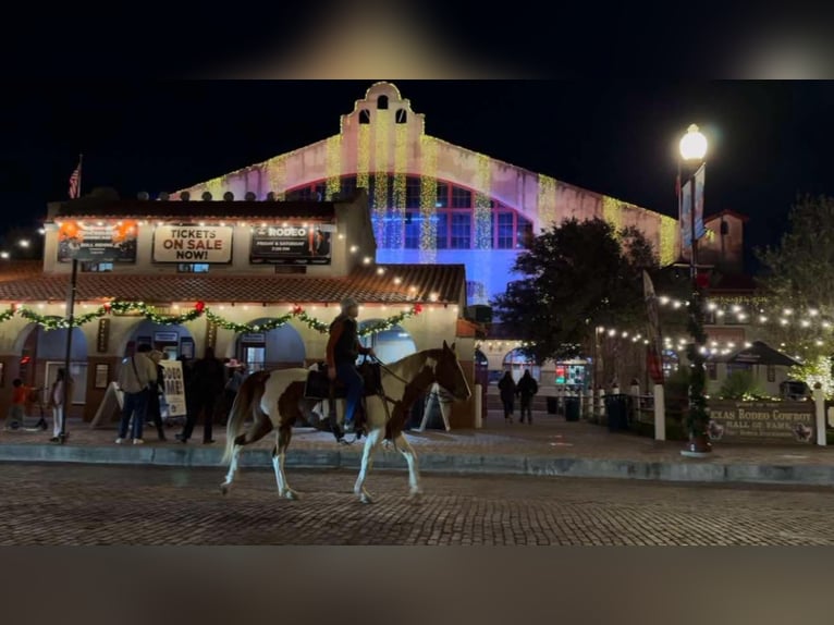 Paint Horse Jument 14 Ans 152 cm Alezan brûlé in Weatherford TX