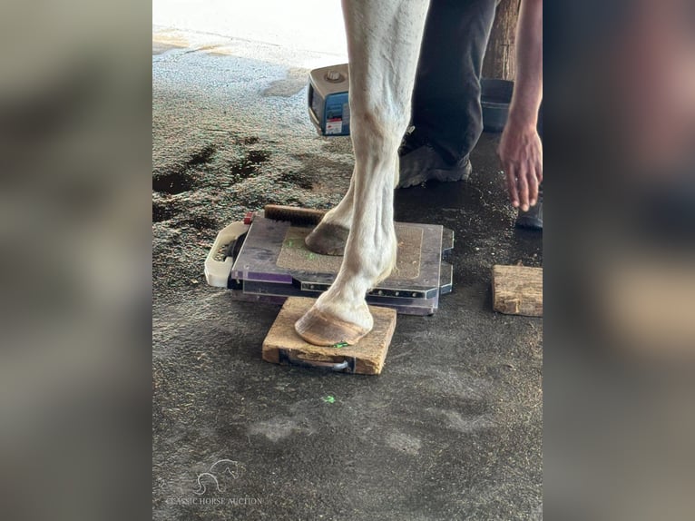 Paint Horse Jument 14 Ans 152 cm Gris in Fort Pierce, FL