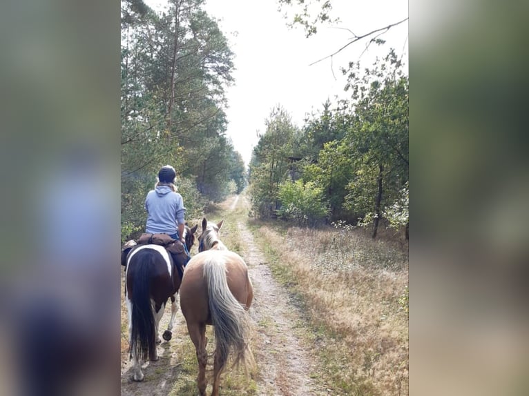 Paint Horse Croisé Jument 14 Ans 154 cm Palomino in Meinersen