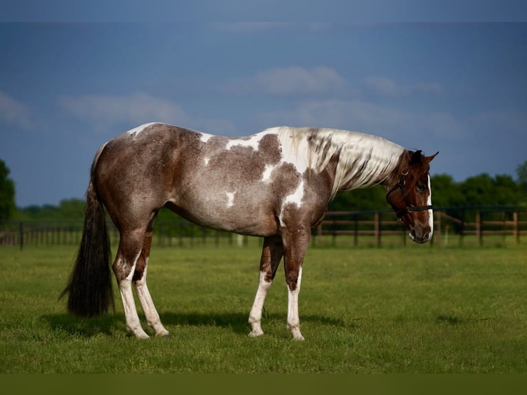 Paint Horse Jument 15 Ans 152 cm Pinto in Pilot Point