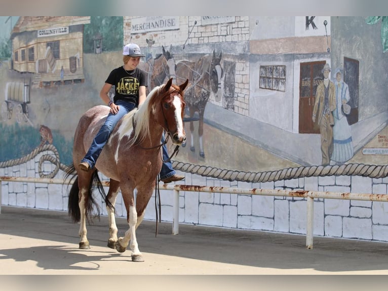 Paint Horse Jument 15 Ans 152 cm Pinto in Pilot Point