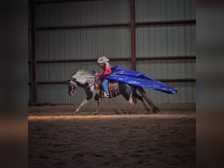 Paint Horse Jument 15 Ans 152 cm Tobiano-toutes couleurs in bORDEN in