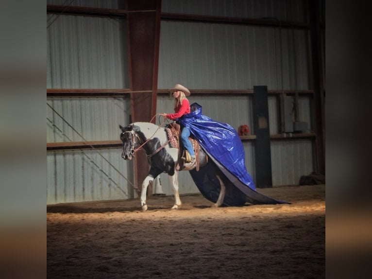 Paint Horse Jument 15 Ans 152 cm Tobiano-toutes couleurs in bORDEN in