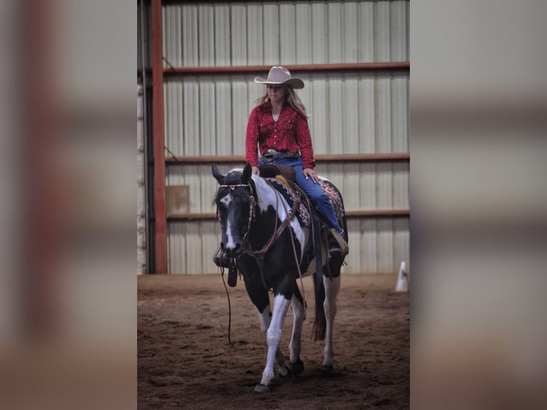 Paint Horse Jument 15 Ans 152 cm Tobiano-toutes couleurs in bORDEN in