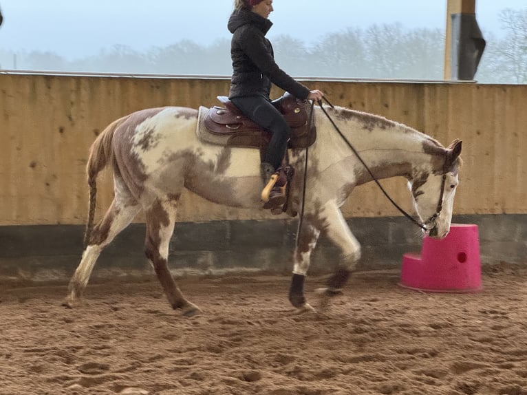 Paint Horse Jument 17 Ans 150 cm Sabino in Bad Bramstedt