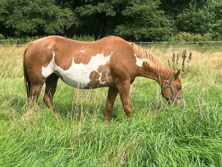 Paint Horse Jument 17 Ans 152 cm Overo-toutes couleurs in Bramsche