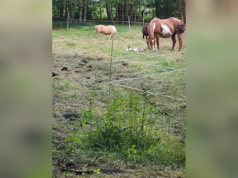 Paint Horse Jument 17 Ans 152 cm Overo-toutes couleurs in Bramsche