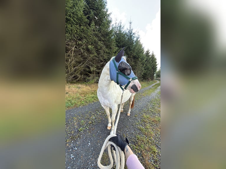 Paint Horse Jument 17 Ans 152 cm Tobiano-toutes couleurs in Marienheide