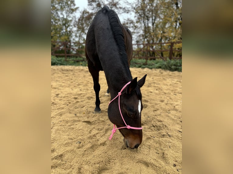 Paint Horse Jument 19 Ans 150 cm Bai in Mühlhausen/Thüringen