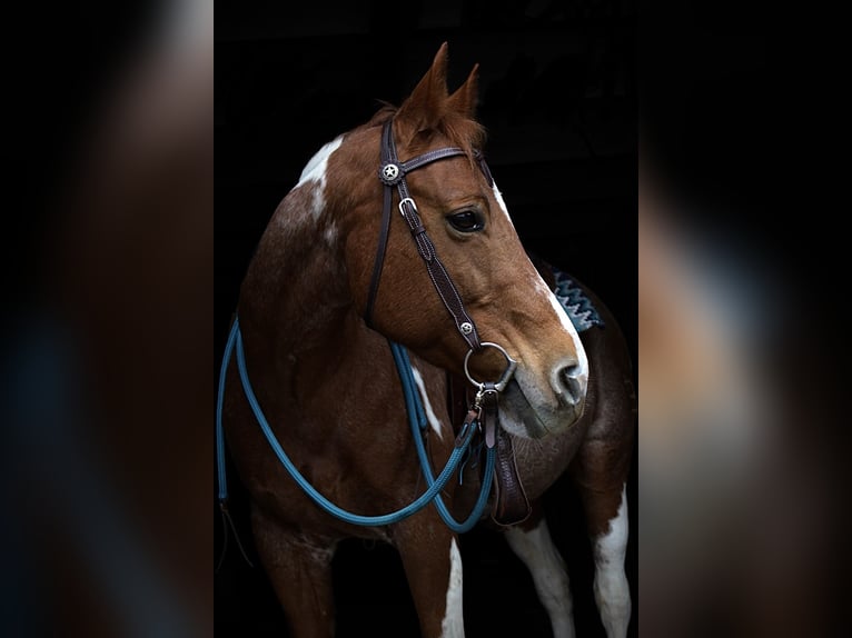 Paint Horse Jument 19 Ans 151 cm Tobiano-toutes couleurs in Meerbusch