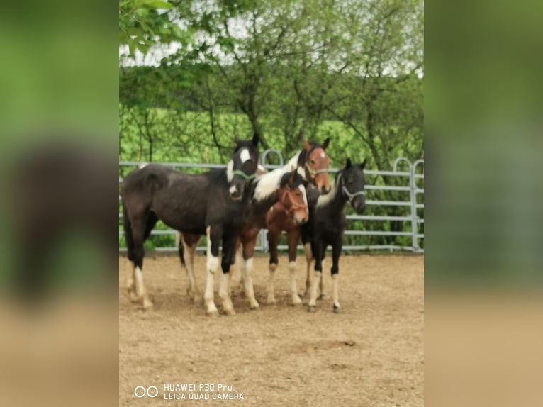 Paint Horse Jument 19 Ans 155 cm Gris pommelé in BETTELDORF