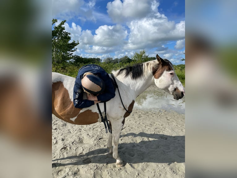 Paint Horse Jument 19 Ans 158 cm Tobiano-toutes couleurs in Tönning