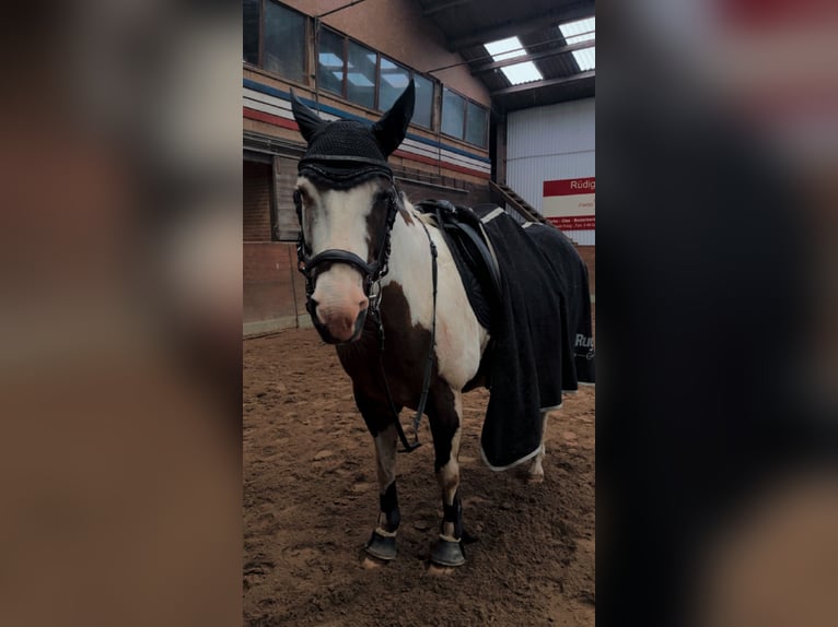 Paint Horse Jument 19 Ans 158 cm Tobiano-toutes couleurs in Tönning